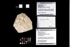 Foto (Objekt + Etikett) von Goniodromites indet.  (NHMW-GEO-1990-0041-2559)